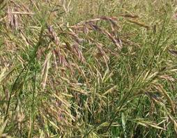 Arsenal Meadow Brome