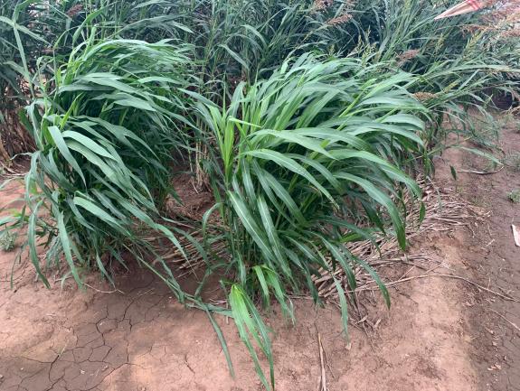 SS 275 with AphidAxe