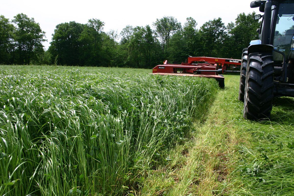 Perseus Festulolium Seeds for High Quality Forage | King's AgriSeeds