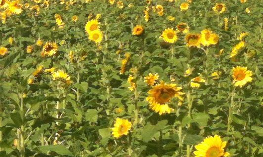 Sunflower - Peredovik