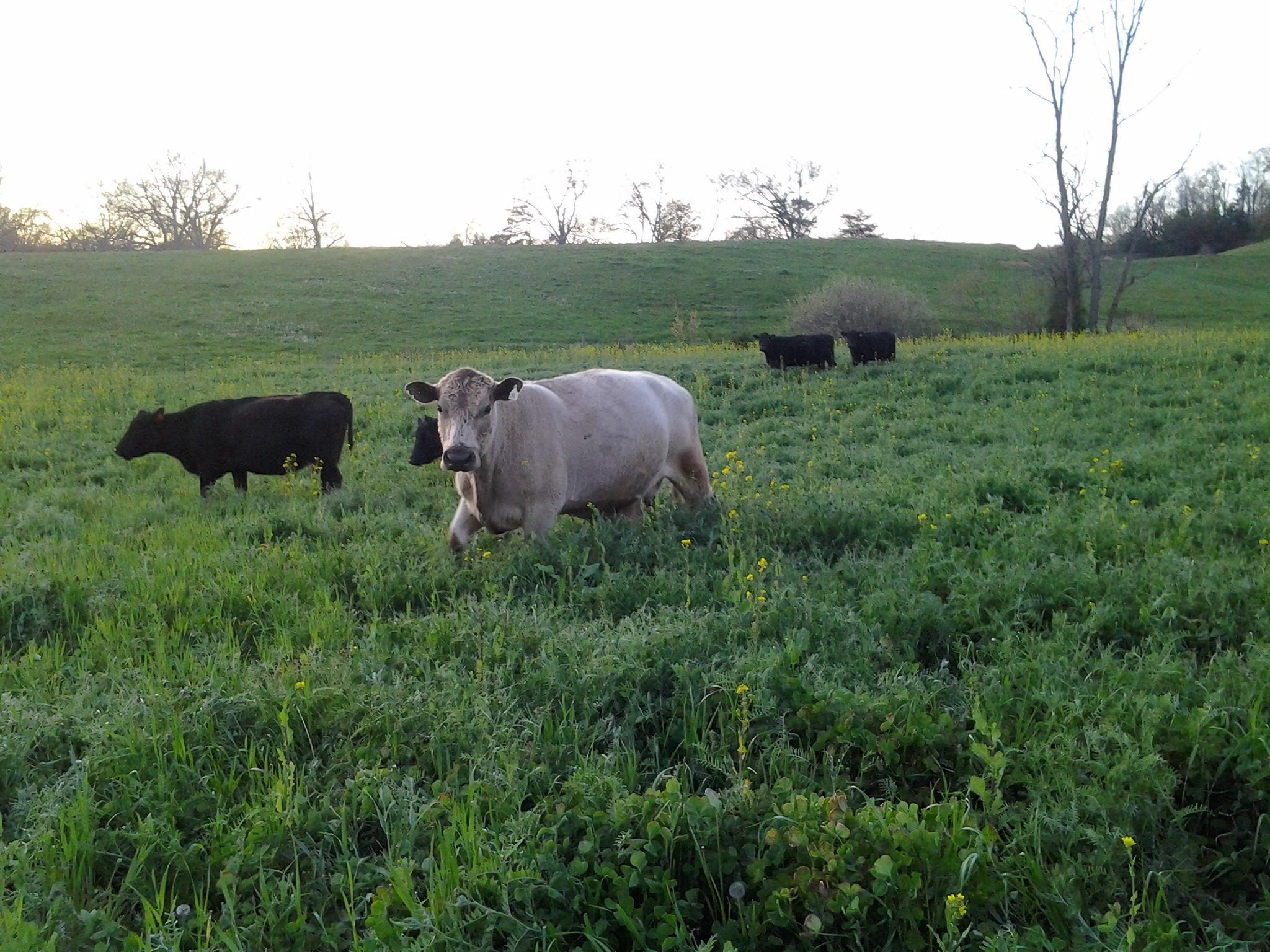 Ray's Crazy Fall Mix