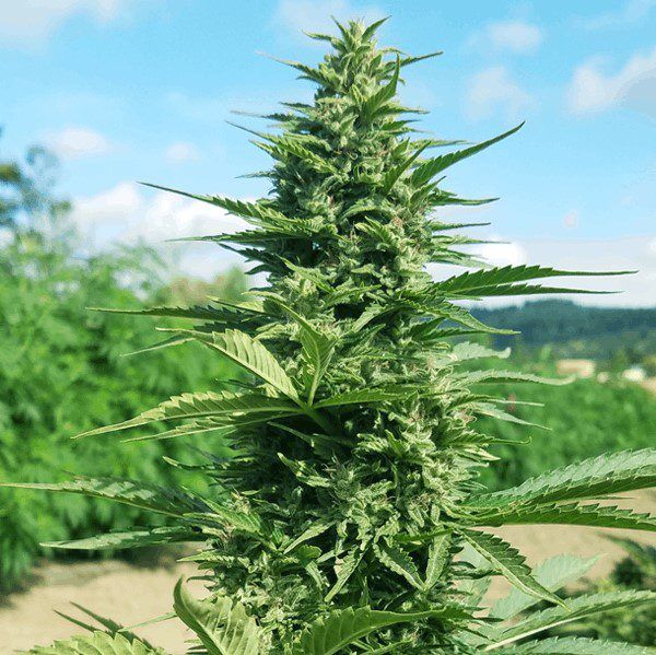 industrial hemp - CBD hemp varieties | King's Agriseeds