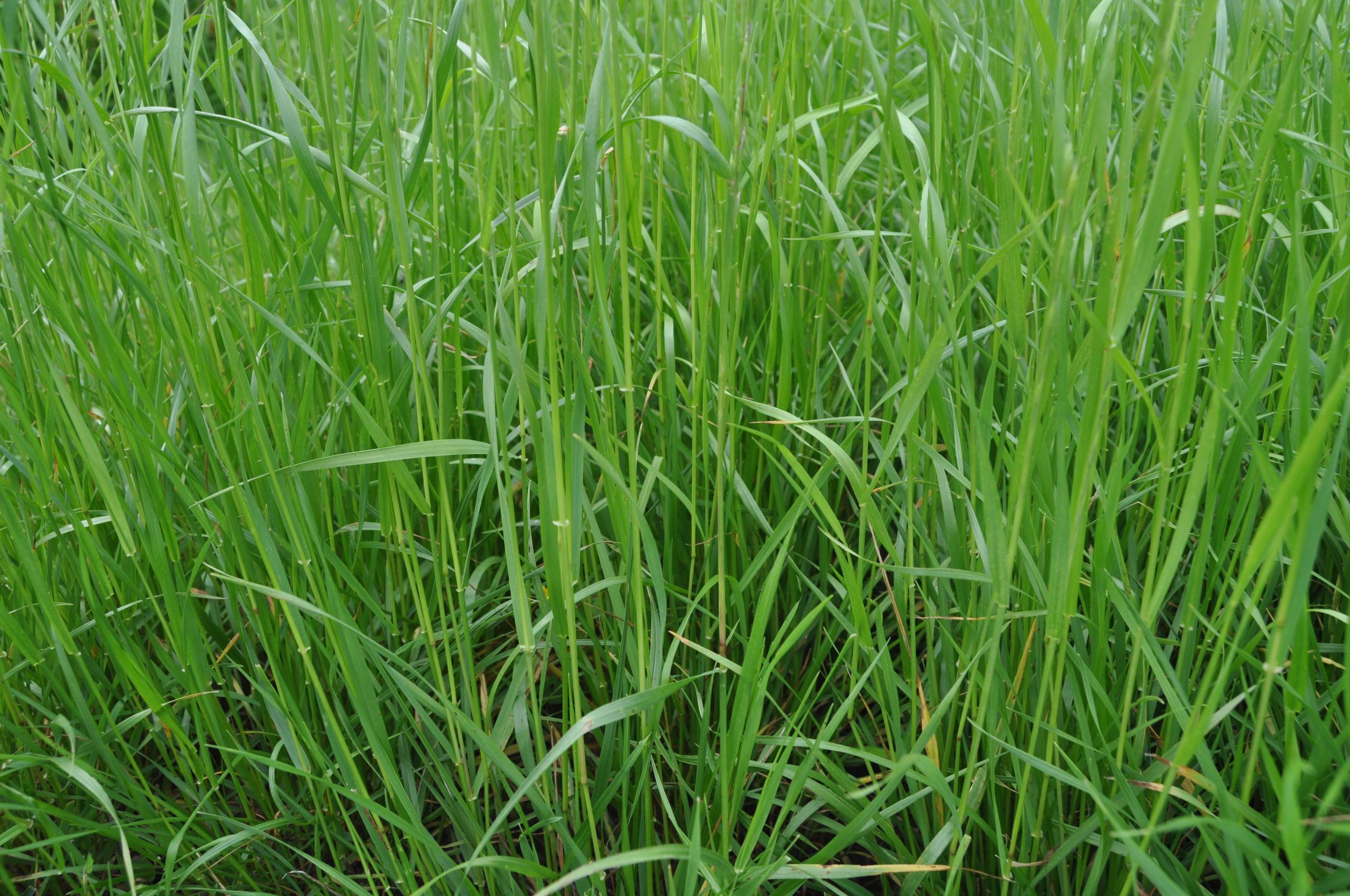 KingFisher Allegro Blend