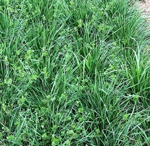 Annual Ryegrass - Lowboy