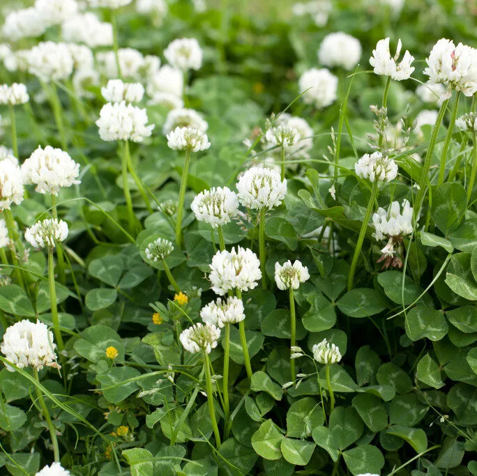 VNS Ladino Clover