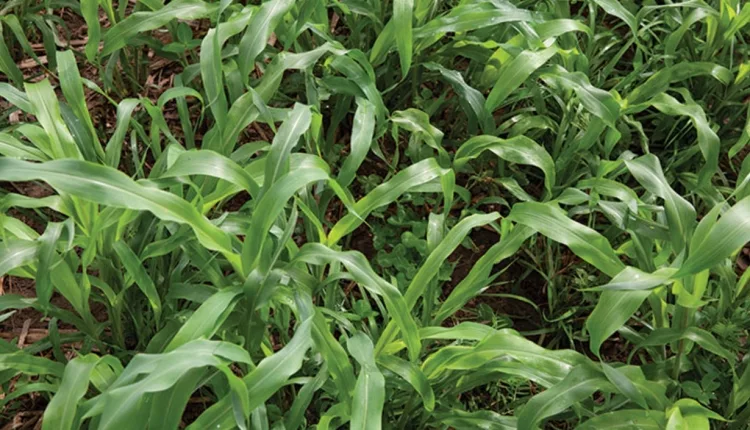 YieldMax Cocktail Mix