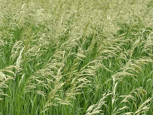 Succession Hybrid Bromegrass