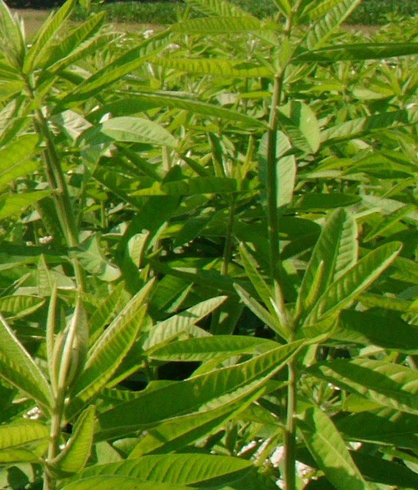 Sunn Hemp