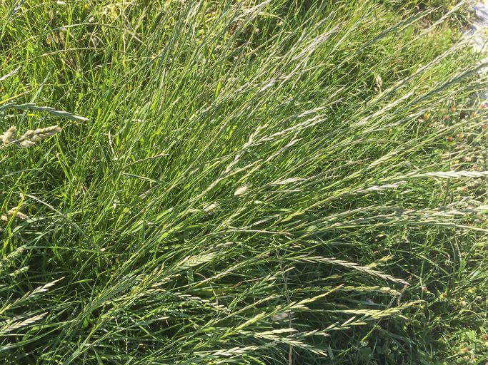 Perennial or winter ryegrass, Lolium perenne, growing in Galicia