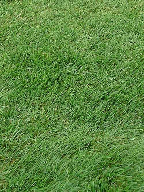 Tetrax Meadow Fescue