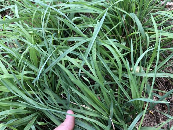 Olathe Orchardgrass