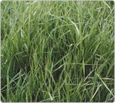 Fojtan Festulolium Seeds | King's AgriSeeds