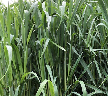 Surge Triticale