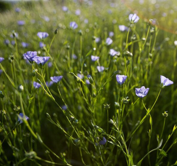 Flax VNS