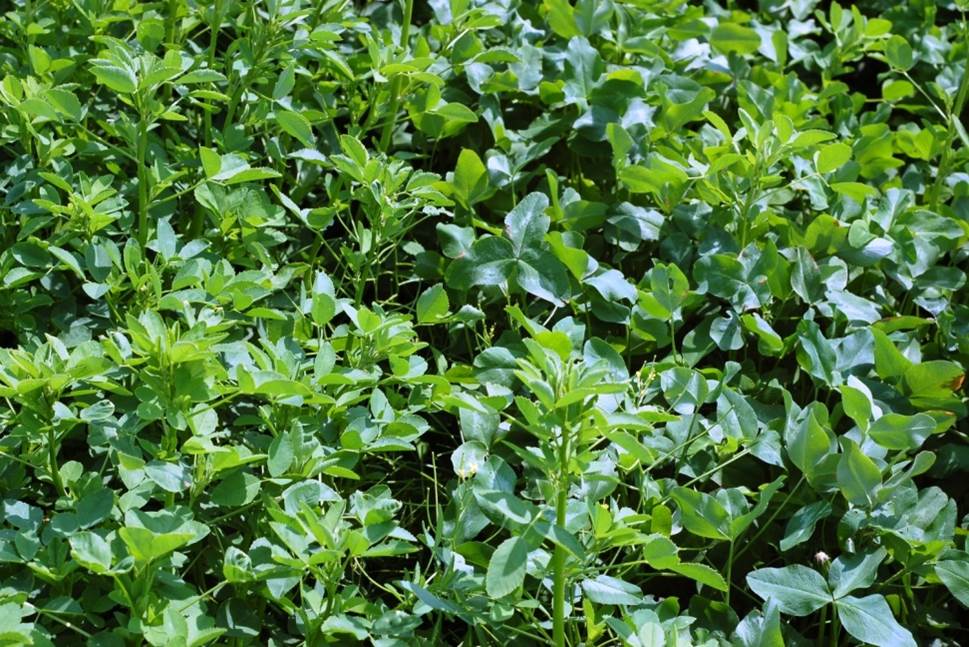 3-Way Clover