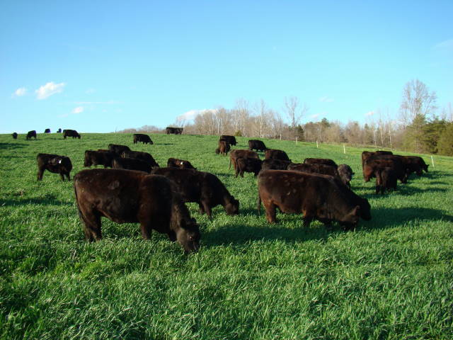Triticale Plus