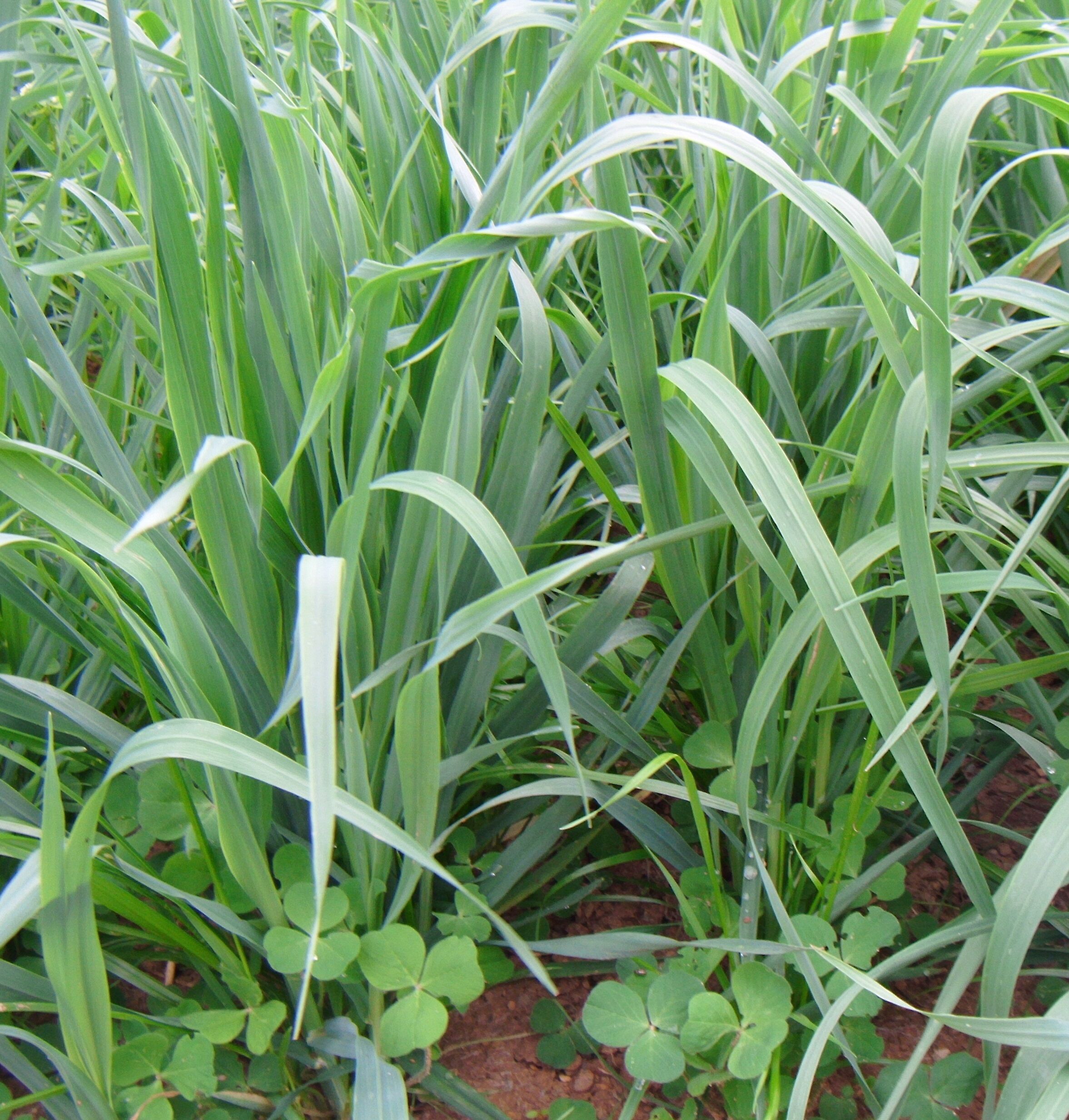 Cargo Mix - Image 2
