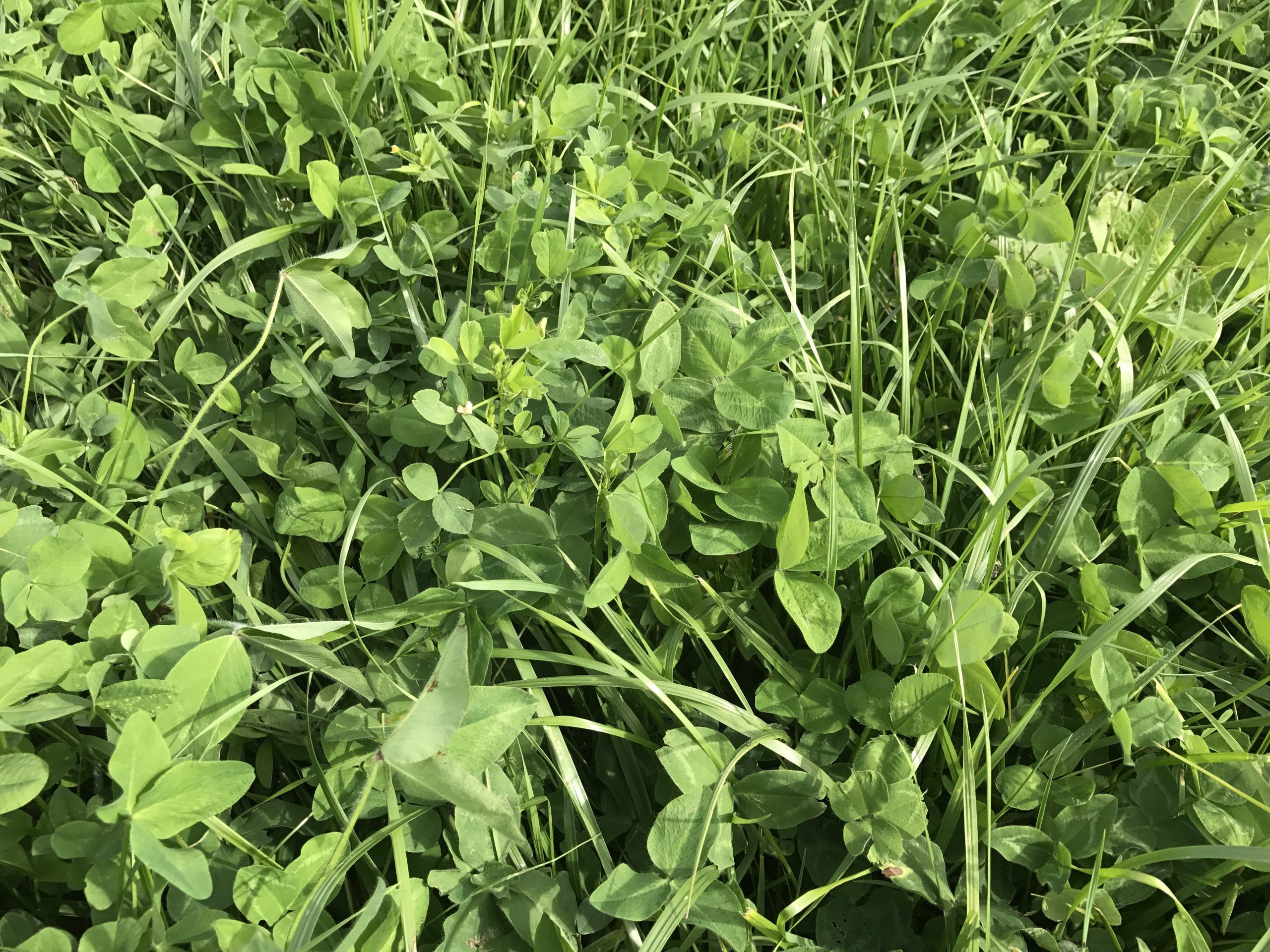 NutraMax Hay Mix