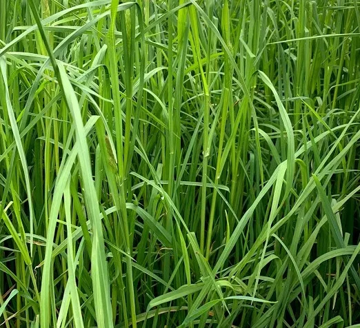 HLR Blend Orchardgrass