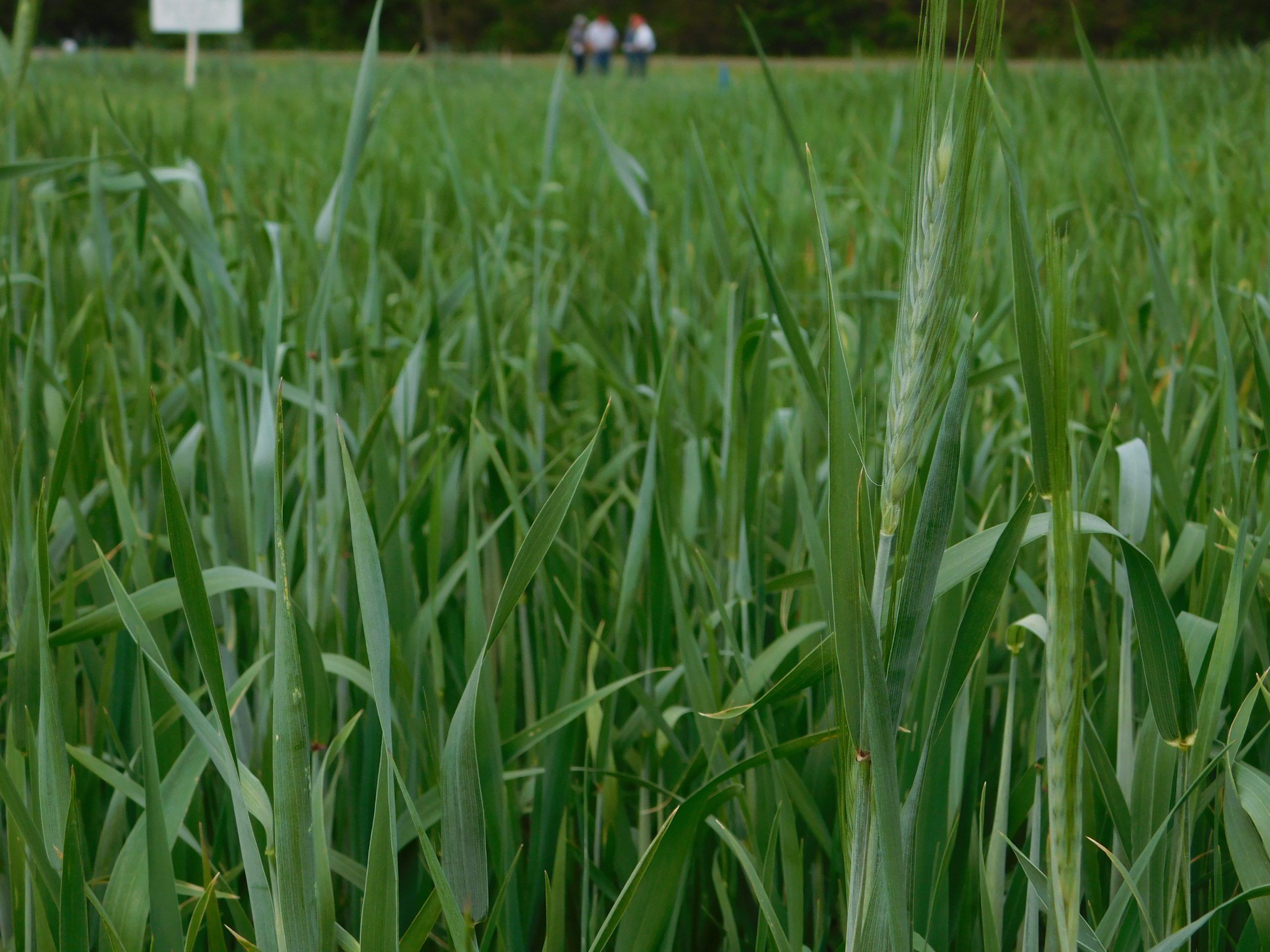 VNS Spring Triticale