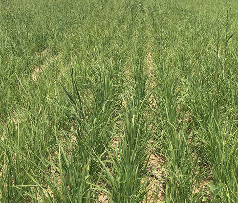 EquiFlex Forage
