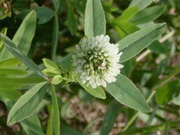 Clover - Balady Berseem