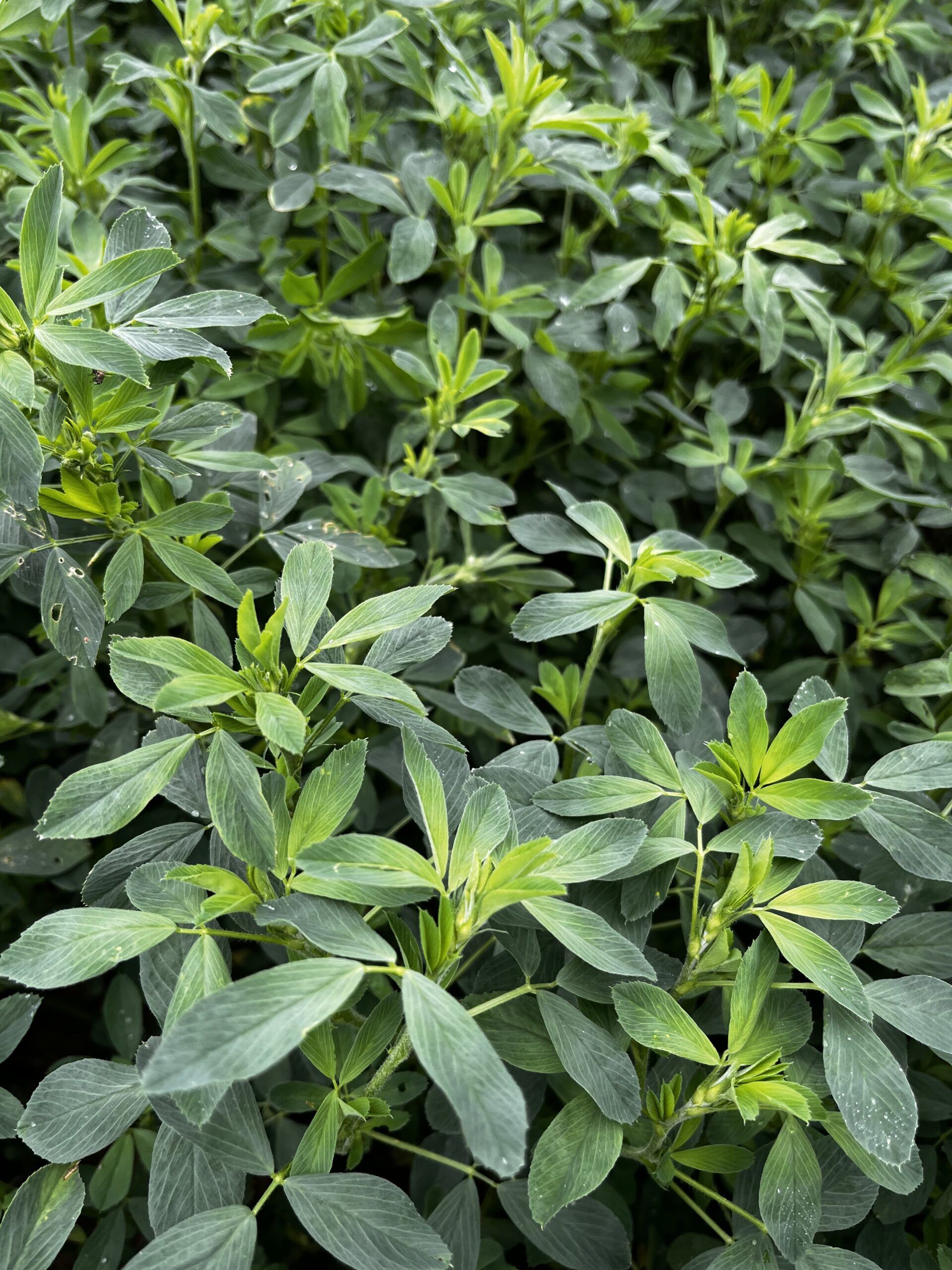 44 Mag Organic Alfalfa - King's AgriSeeds