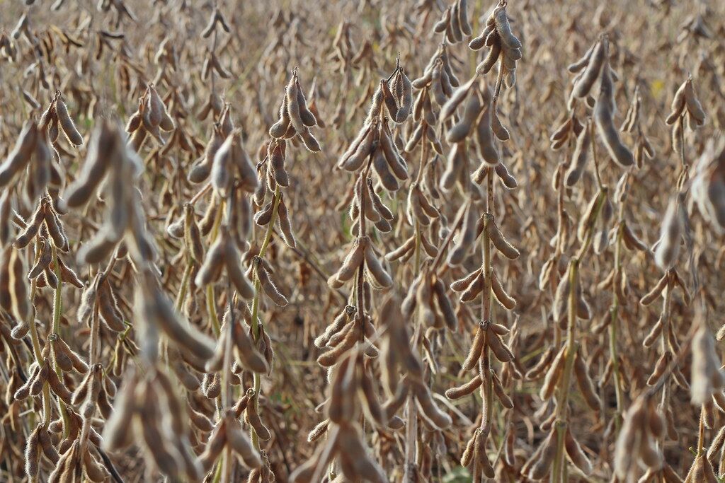 KF Energy Edge 3344 Soybean