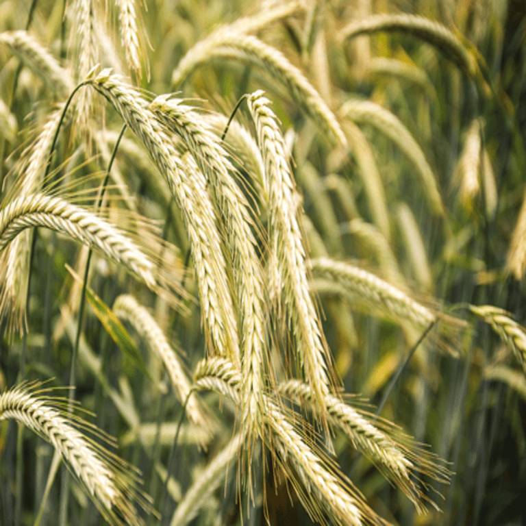 KWS Serafino Hybrid Rye