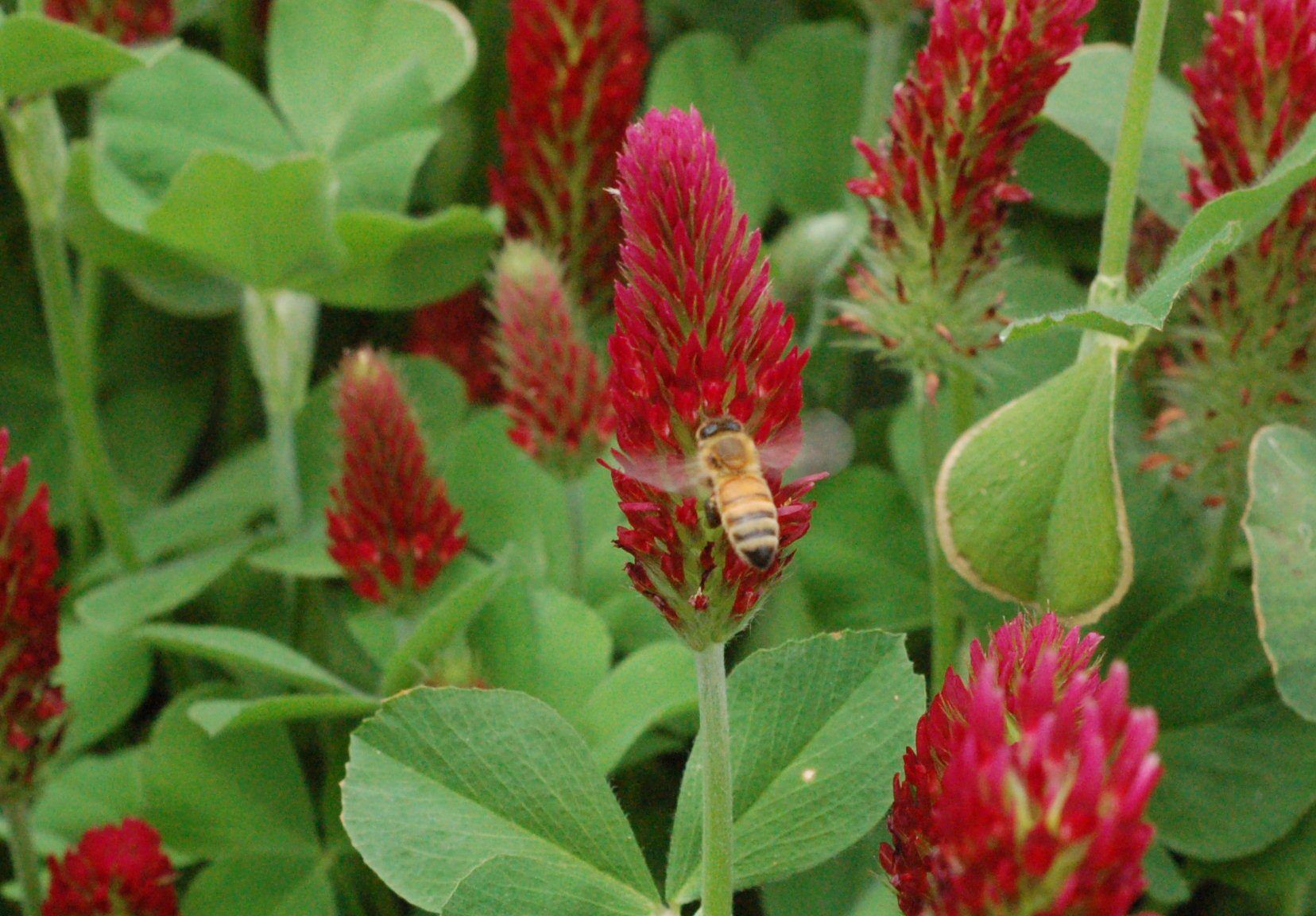 Clover Pollinator Mix