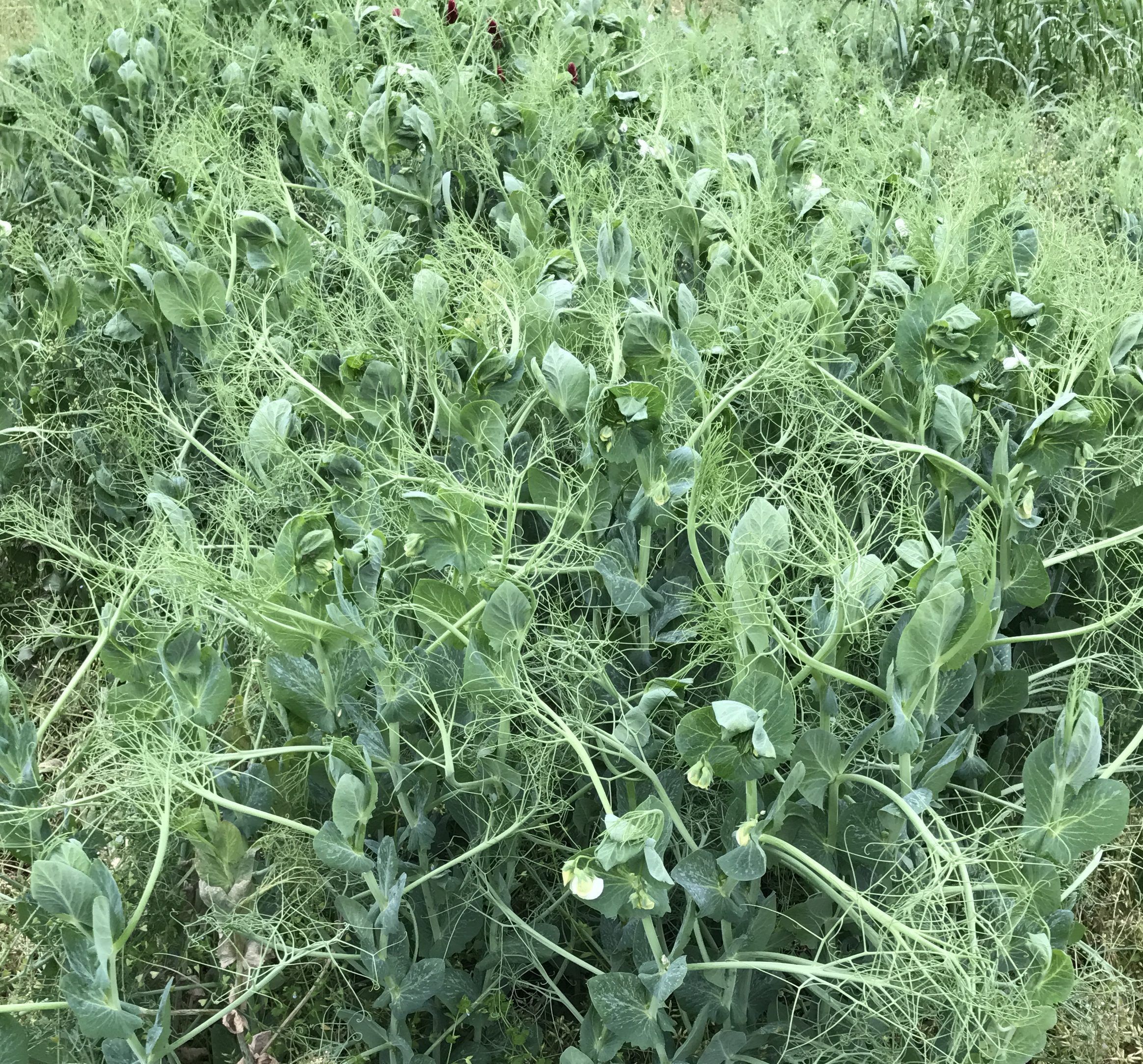 Keystone Winter Peas