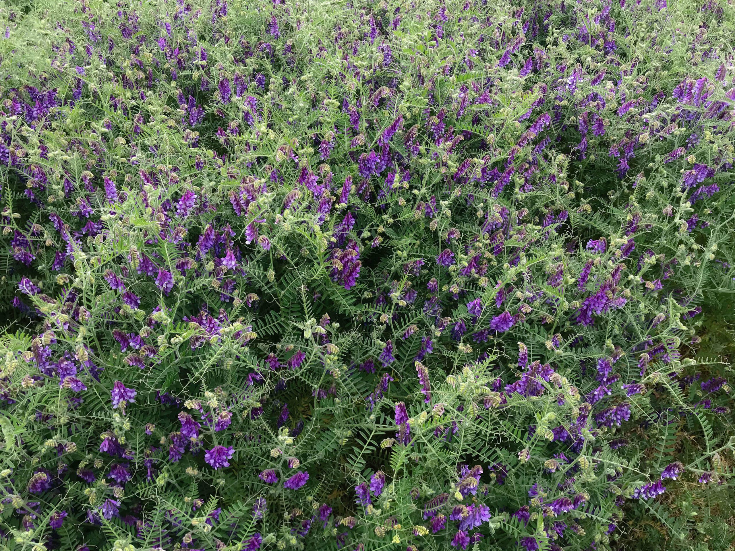 Hairy Vetch - AU-Merit