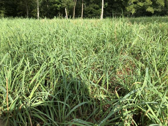 Persist Orchardgrass