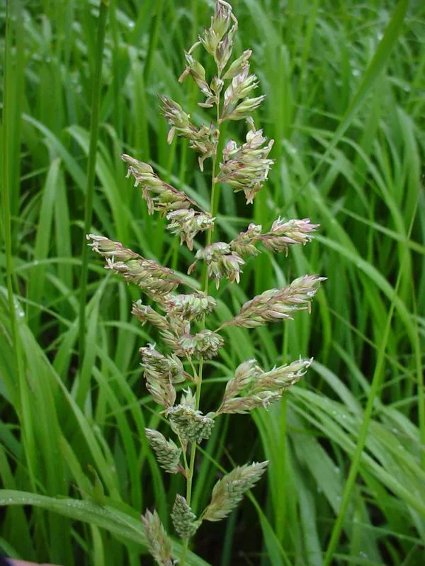 Reed Canarygrass