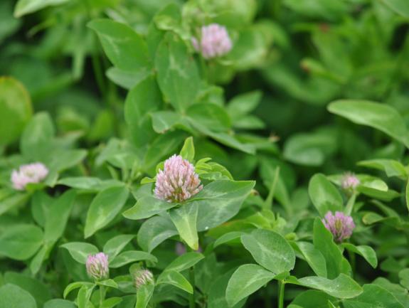 Freedom! MR clover