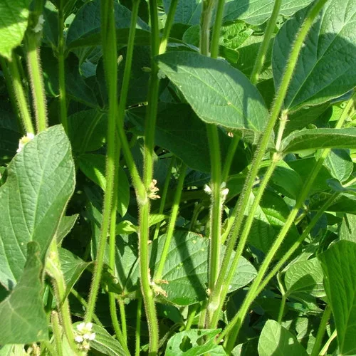 Derry Forage Soybean