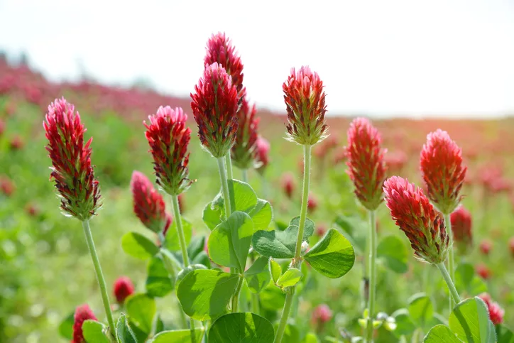 Flowering crimson clover forage crop
