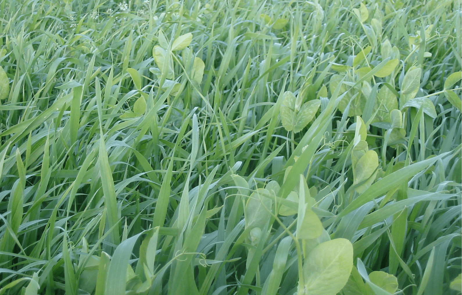 King's Rye Winter Pea Mix