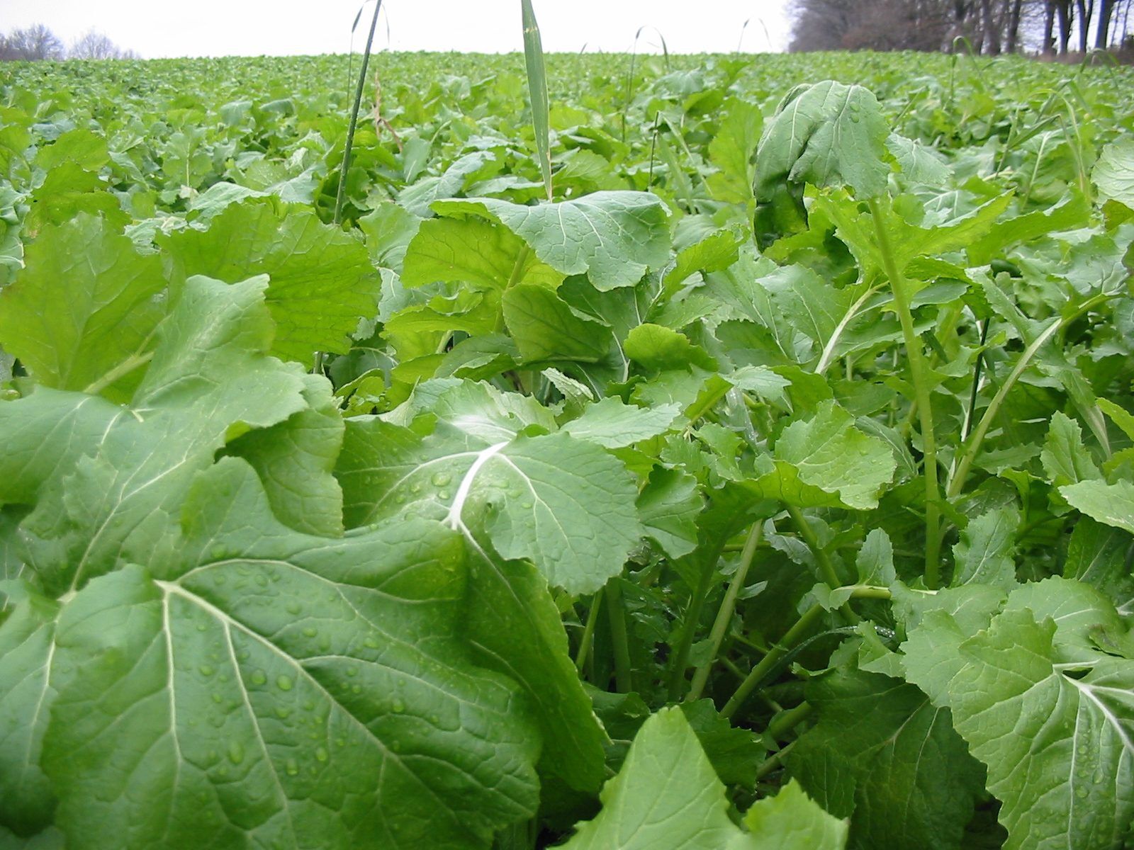 Barsica Rape single or multi-graze forage crop