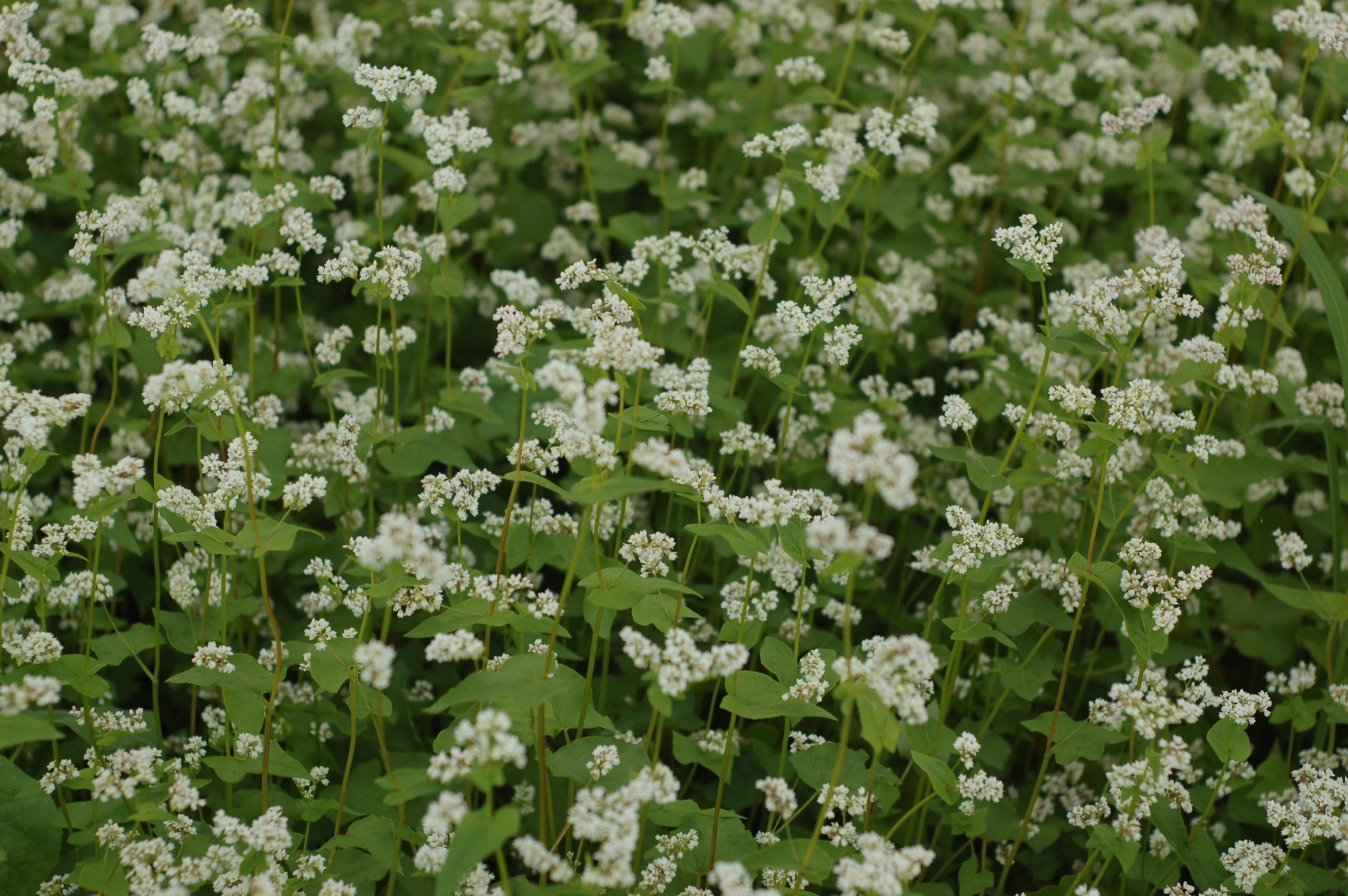 Buckwheat - VNS