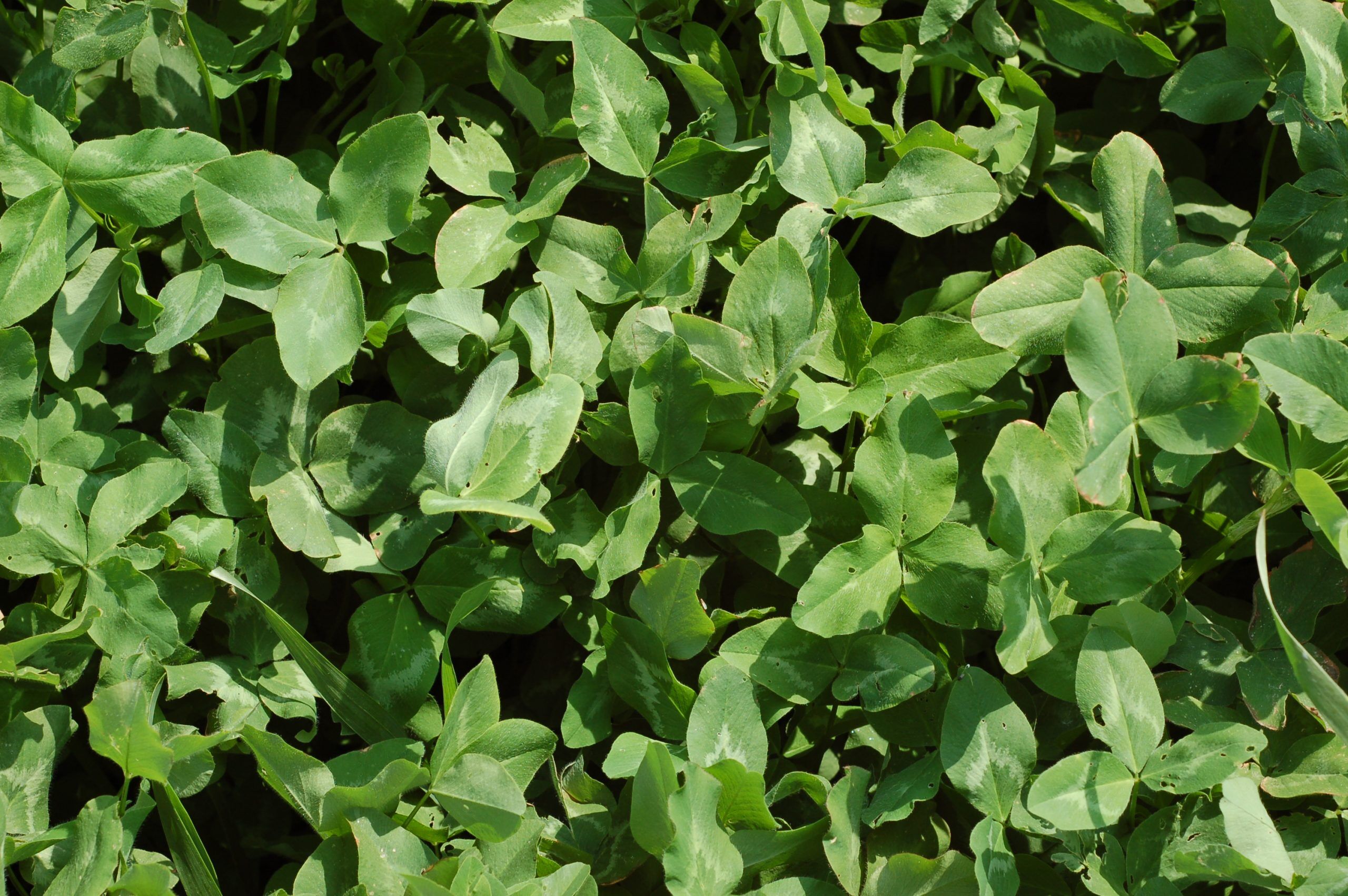 Clover - Ladino