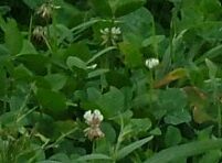 Alice White Clover