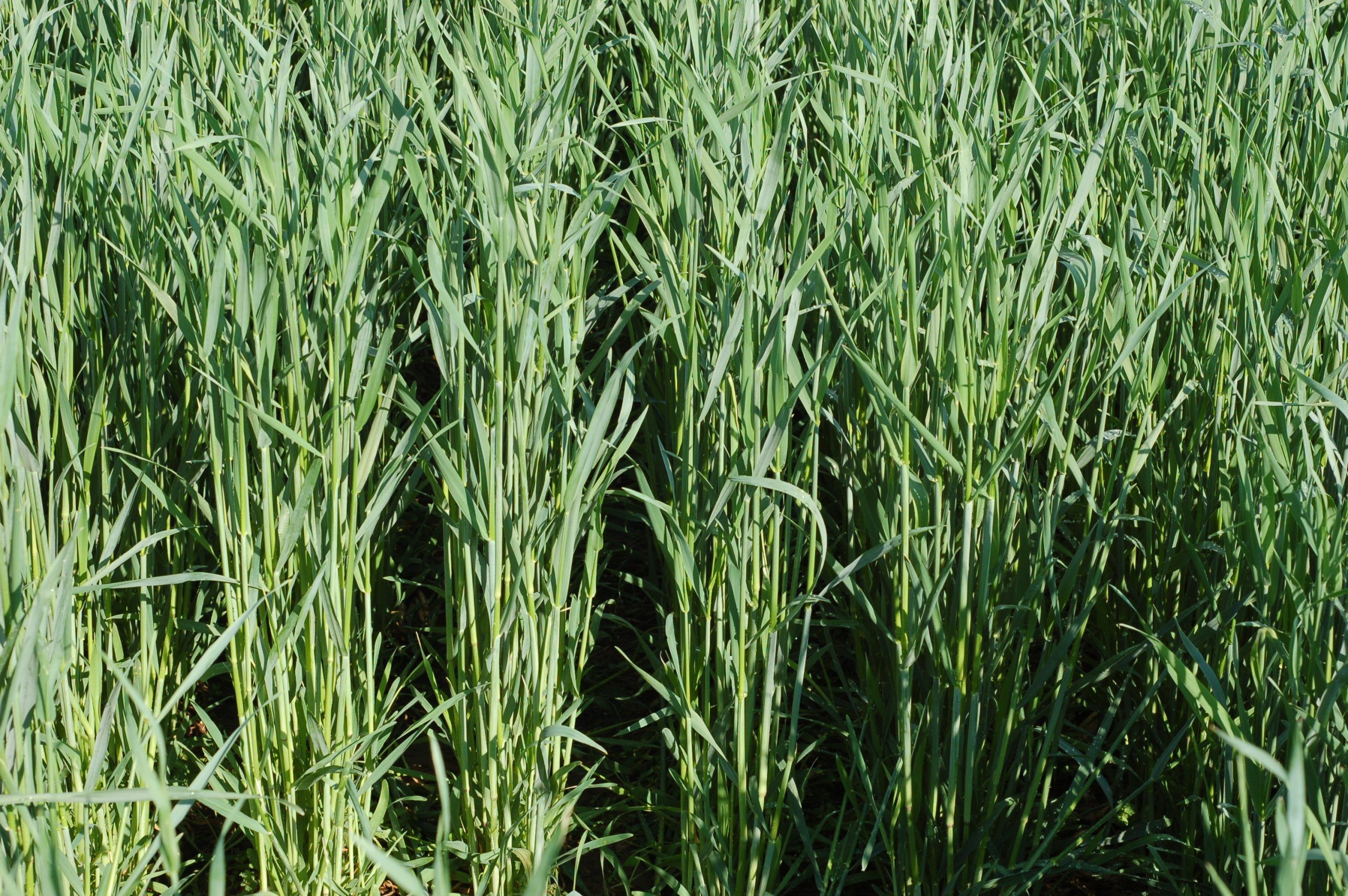 Rye - VNS
