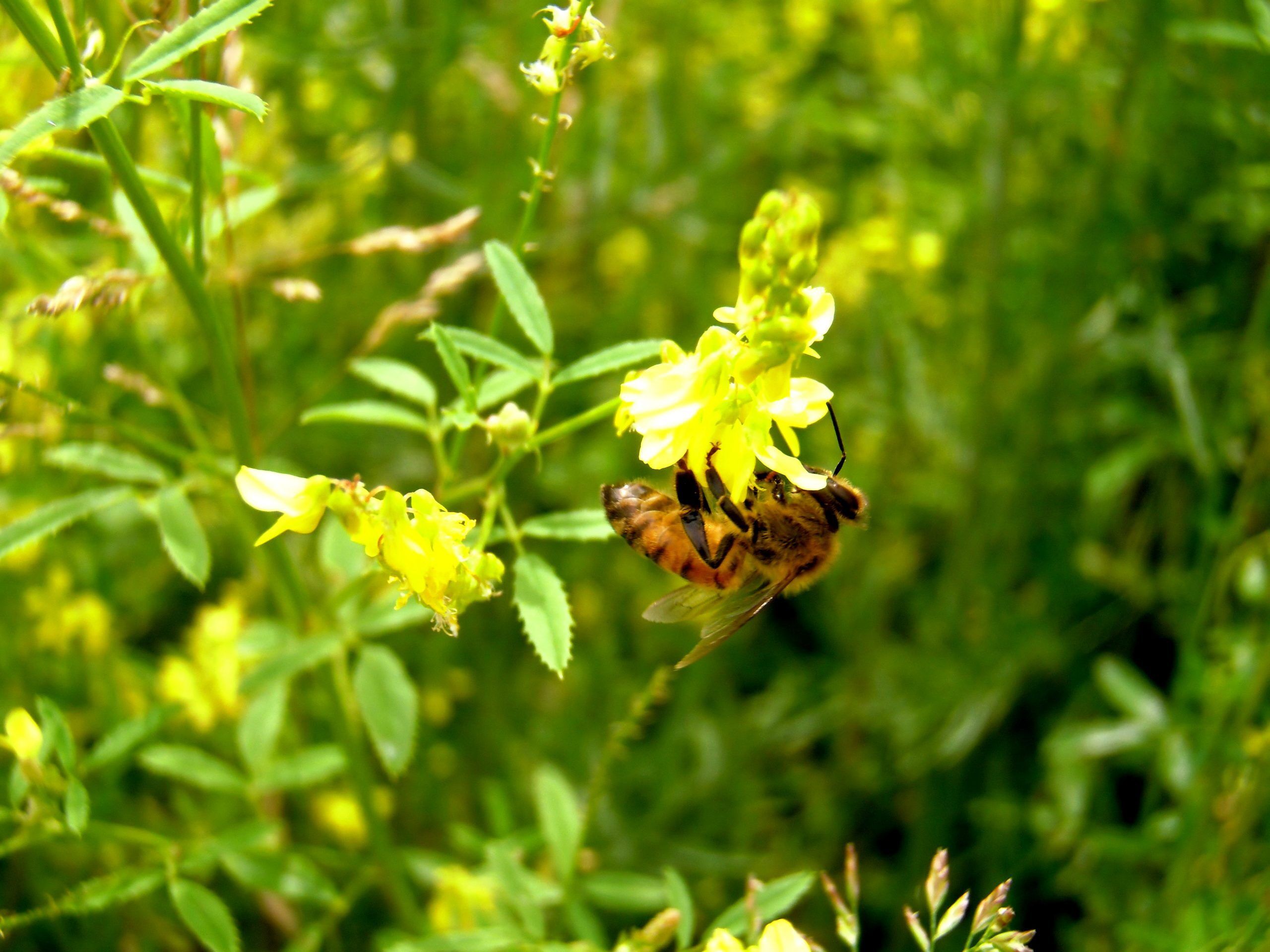 Sweetclover - Yellow Blossom