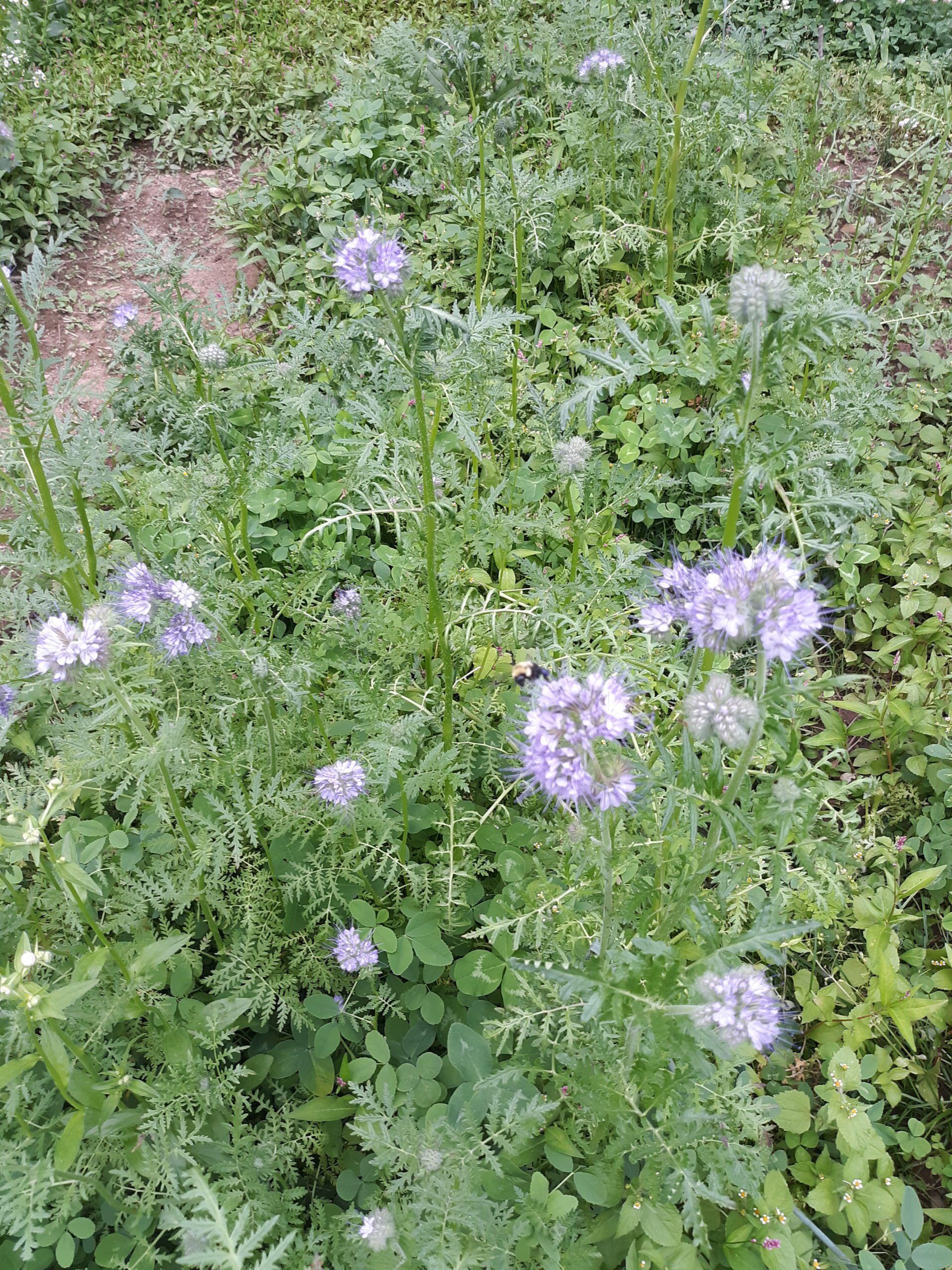 Phacelia