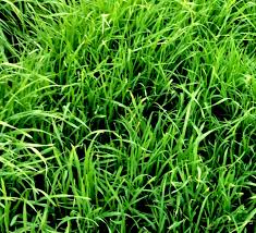 Echelon Orchardgrass