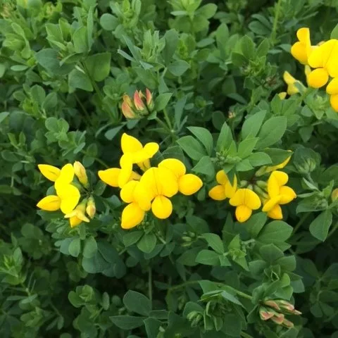 Bruce Birdsfoot Trefoil