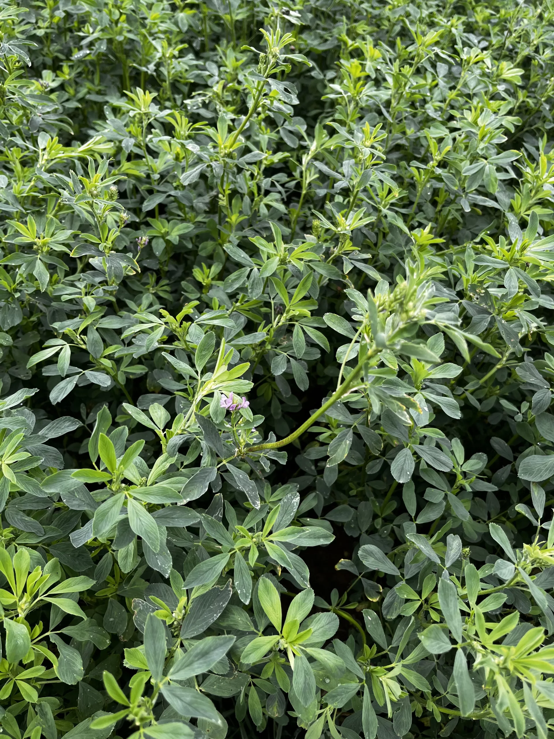 AFX 455HVX Alfalfa
