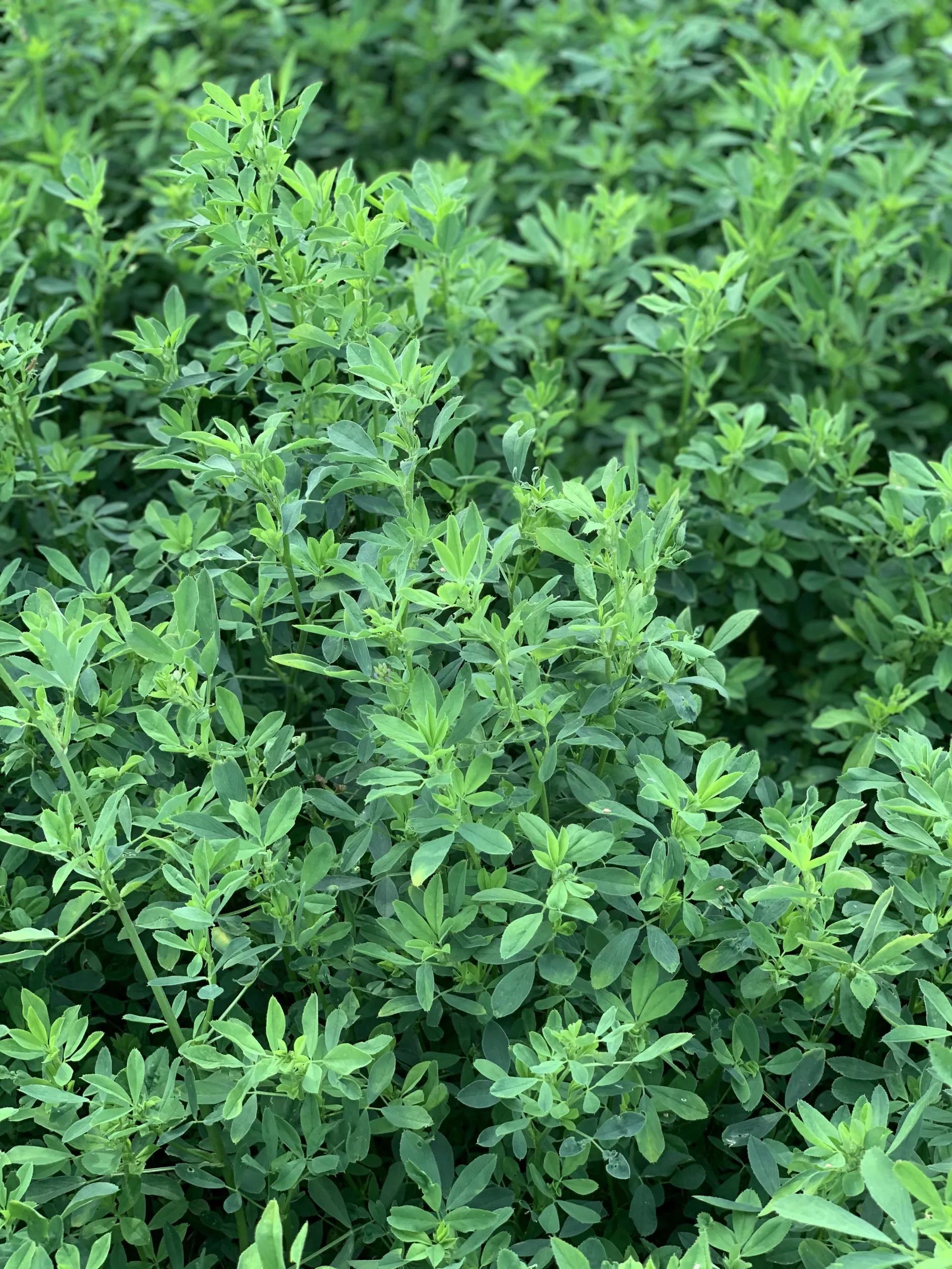 AFX 463RR Alfalfa