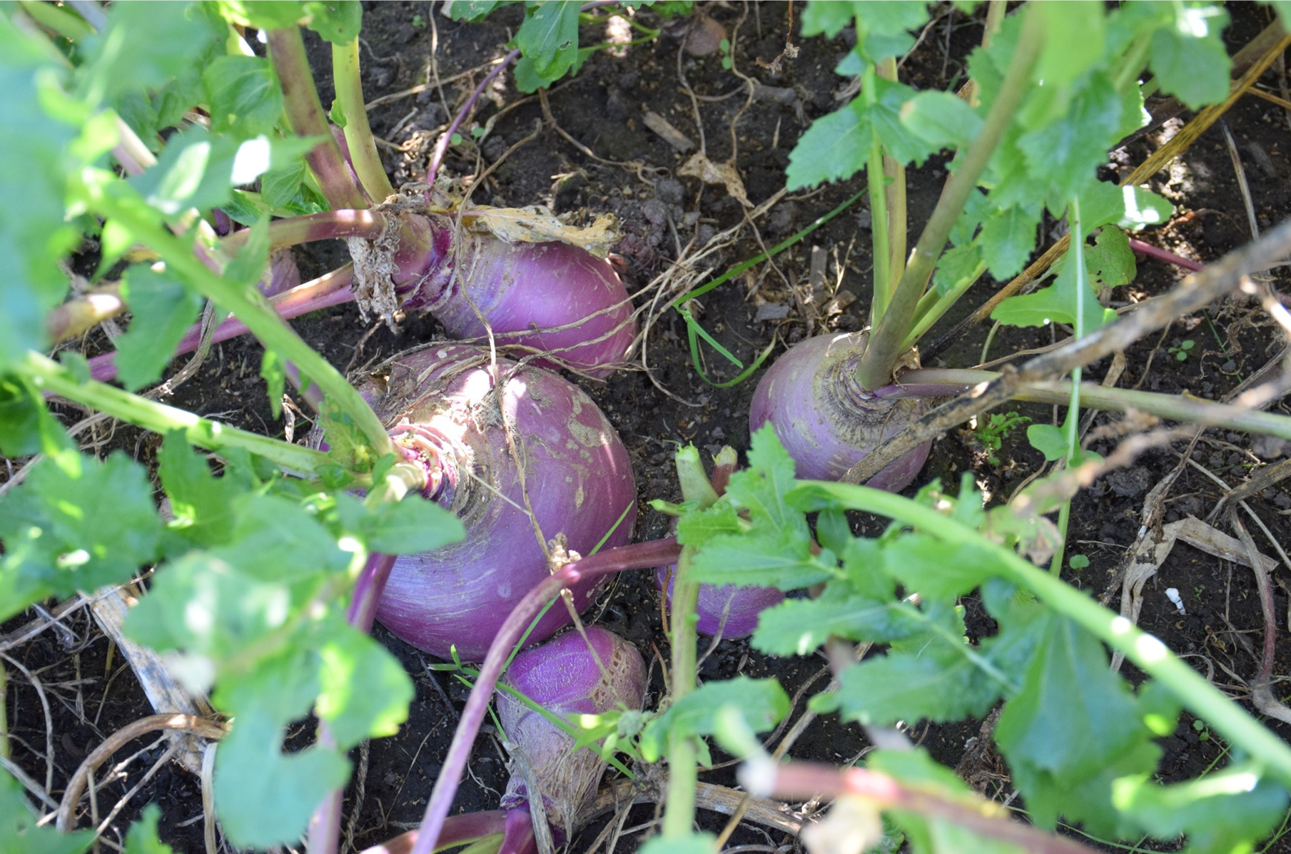 Purple Top Turnip